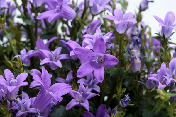 Szép élénk lila tavaszi virág bush dalmát harangvirág — Stock Fotó