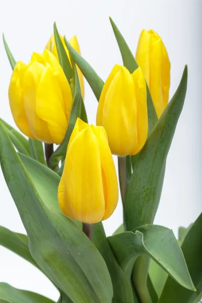 Buquê de flores de tulipas amarelas — Fotografia de Stock