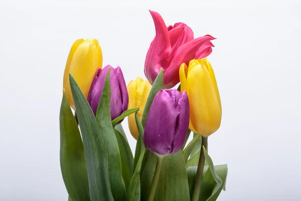 Bukiet kwiatów z kolorowe tulipany — Zdjęcie stockowe