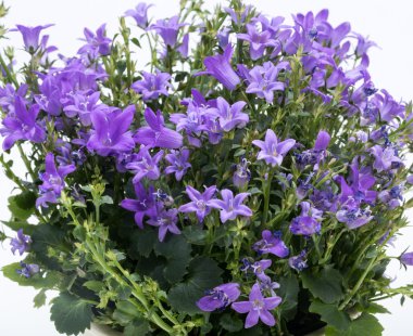 Güzel canlı mor bahar çiçek bush Dalmaçya bellflower