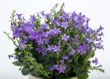 Güzel canlı mor bahar çiçek bush Dalmaçya bellflower