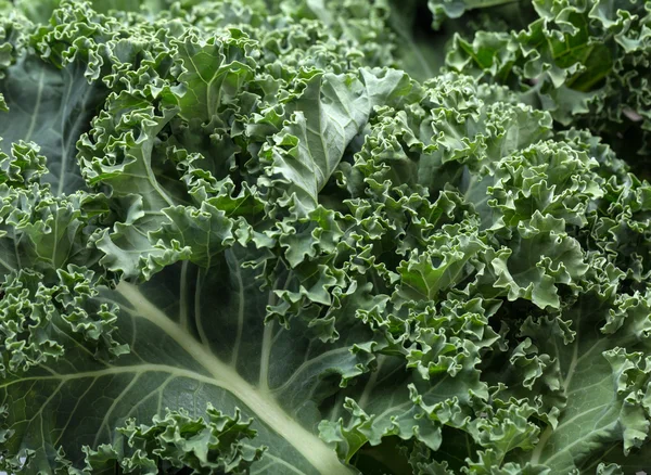 Sağlıklı taze kıvırcık lahana