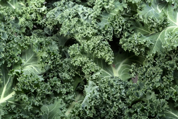 A healthy fresh curly kale — Stock Photo, Image