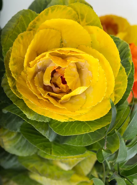 Διακοσμητικά Καλέ με κίτρινο, πορτοκαλί και πράσινο φύλλα — Φωτογραφία Αρχείου