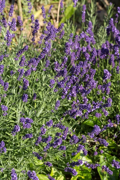 Gärten mit dem blühenden Lavendel — Stockfoto