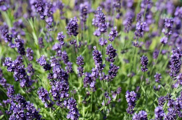 Trädgårdar med blomstrande lavendel — Stockfoto