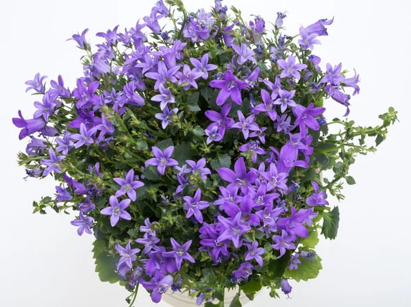 Krásný živý fialový jarní květ bush dalmatské bellflower — Stock fotografie