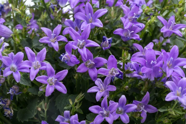 Schöne lebendige lila Frühling Blume Busch dalmatinische Glockenblume — Stockfoto