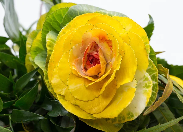 Col rizada ornamental con hojas amarillas, naranjas y verdes —  Fotos de Stock