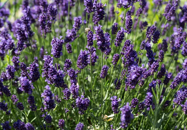 Tuinen met de bloeiende lavendel — Stockfoto