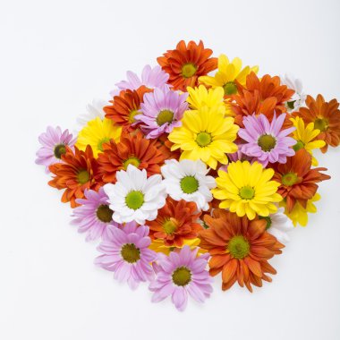 Renkli kasımpatı çiçekleri yakın çekim