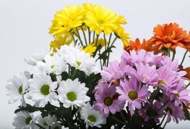 Renkli kasımpatı çiçekleri yakın çekim