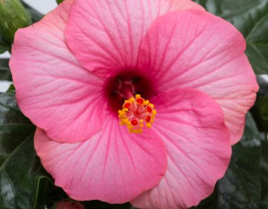 Beyaz arkaplanda izole edilmiş pembe amber çiçeği