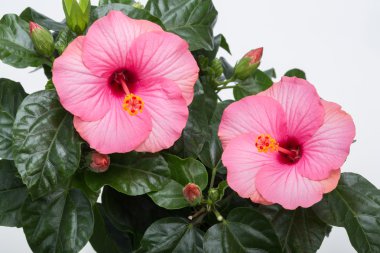 Beyaz arkaplanda izole edilmiş pembe amber çiçeği