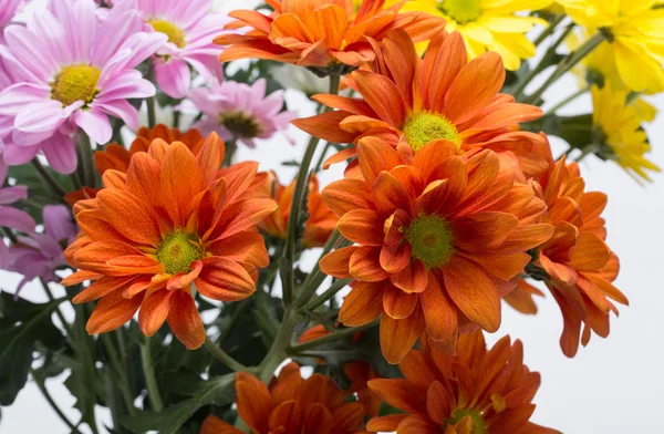 Nahaufnahme der bunten Chrysanthemenblüten — Stockfoto