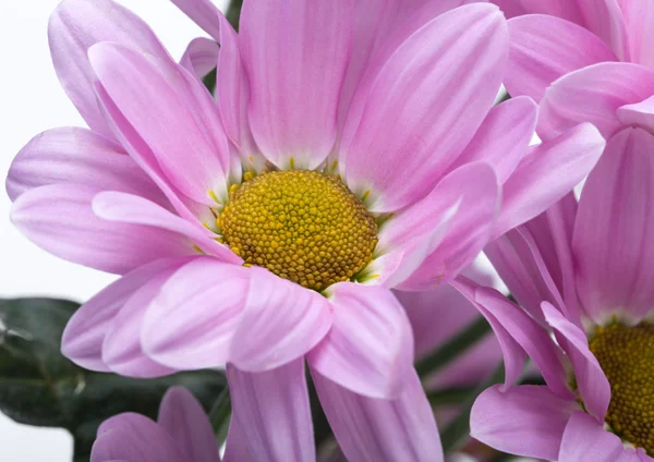 Close up van de roze chrysant bloemen — Stockfoto