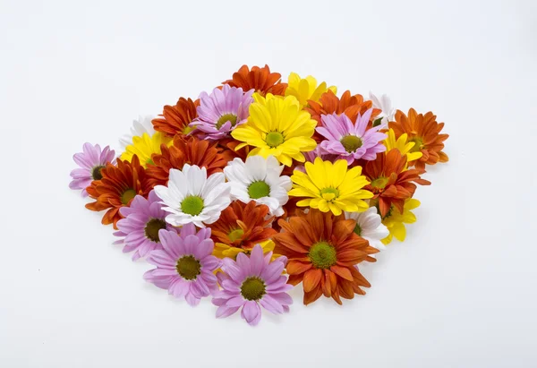 Close up of the colorful chrysanthemum flowers — Stock Photo, Image