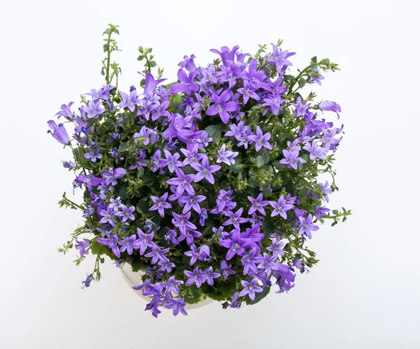Hermoso arbusto de flores vívidas primavera púrpura campanario dálmata —  Fotos de Stock