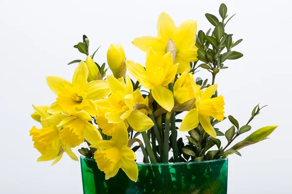 Fiori gialli jonquil isolati su sfondo bianco . — Foto Stock