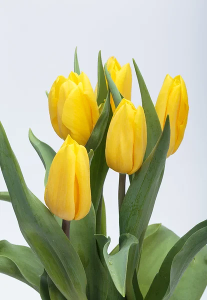 Bukiet kwiatów z żółte tulipany — Zdjęcie stockowe