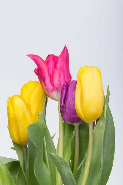 Kytice z barevné tulipány — Stock fotografie