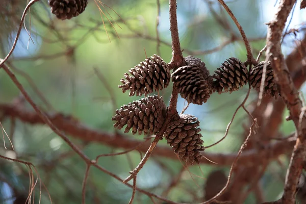 Close up of pine cone on the tree — Stock Photo, Image