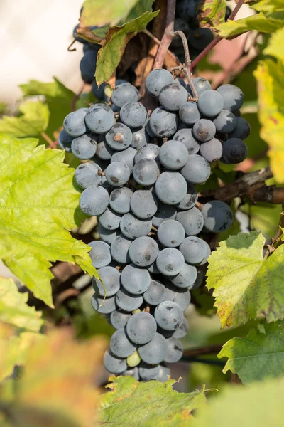 Parta z červených hroznů na vinici se zelenými listy — Stock fotografie