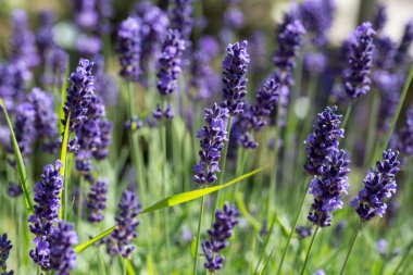 İri ve gür bahçeler,