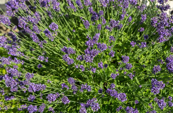 Gardens with the flourishing lavender — Stock Photo, Image