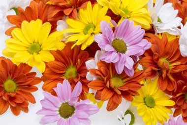 Renkli kasımpatı çiçekleri yakın çekim