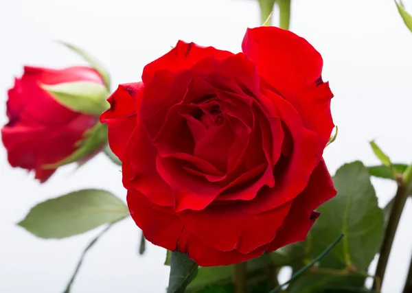 Schöne rote Rosen auf weißem Hintergrund — Stockfoto