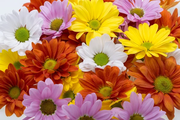 Nahaufnahme der bunten Chrysanthemenblüten — Stockfoto