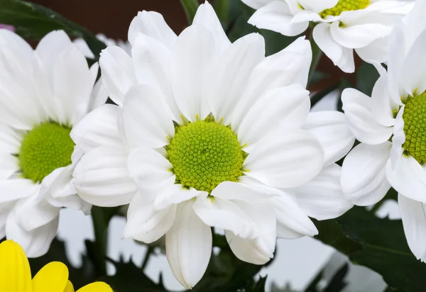 Close up of the white chrysanthemum flowers — Stock Photo, Image