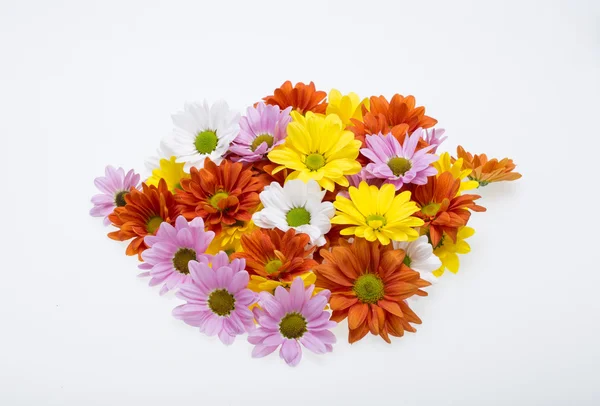Close up of the colorful chrysanthemum flowers — Stock Photo, Image