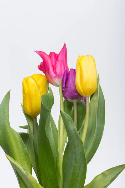 Kytice z barevné tulipány — Stock fotografie