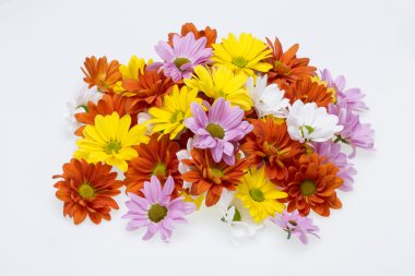 Renkli kasımpatı çiçekleri yakın çekim