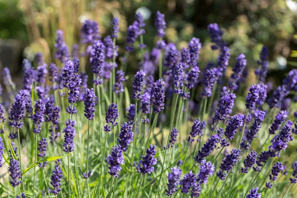 Garden with the flourishing lavender — Stock Photo, Image