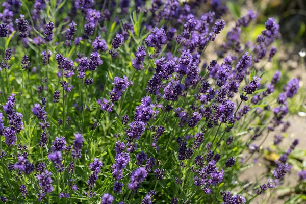 Jardim com a lavanda florescente — Fotografia de Stock