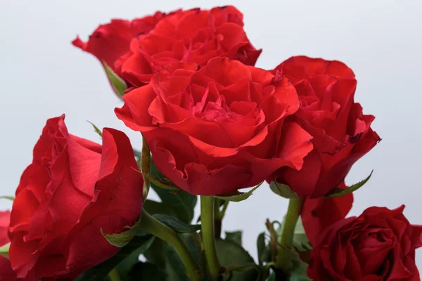 하얀 배경에 있는 아름다운 붉은 장미 — 스톡 사진