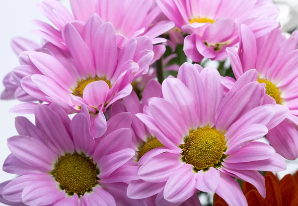 Jonge roze chrysant bloem geïsoleerd op wit — Stockfoto