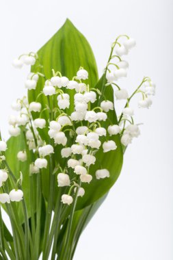 Lily beyaz izole vadi (Convallaria Majalis)