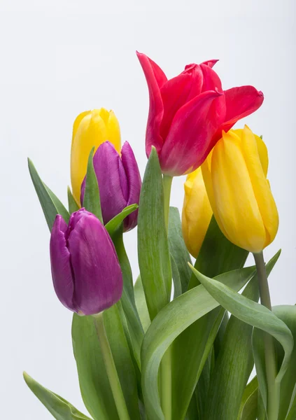 Blumenstrauß aus bunten Tulpen — Stockfoto