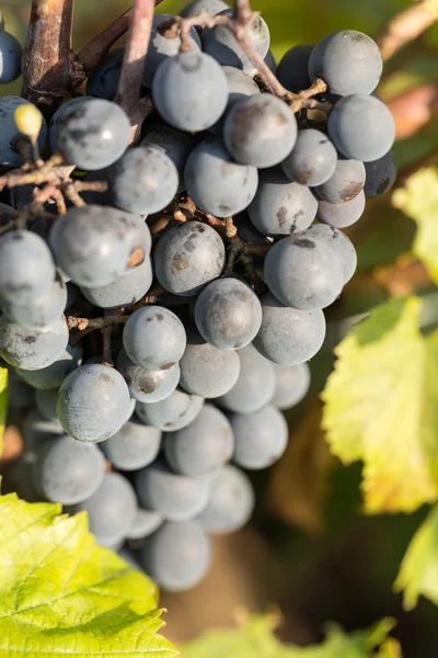 Grappe de raisins rouges sur la vigne aux feuilles vertes — Photo