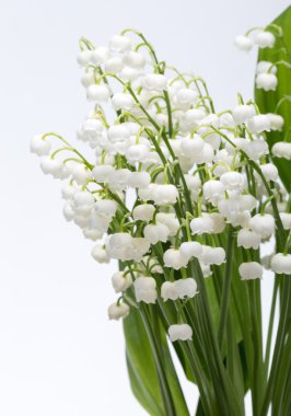 Lily beyaz izole vadi (Convallaria Majalis)