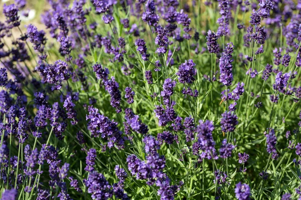 Trädgårdar med blomstrande lavendel — Stockfoto