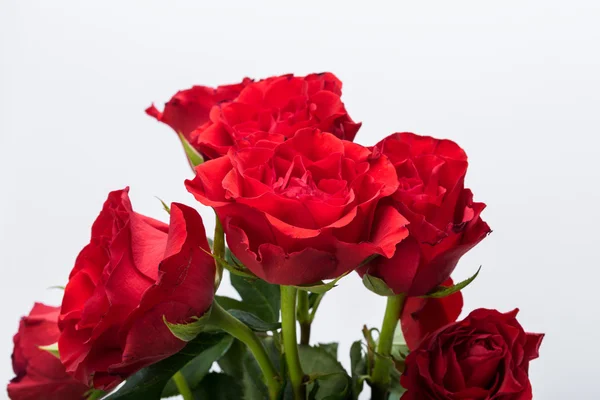 Schöne rote Rosen auf weißem Hintergrund — Stockfoto