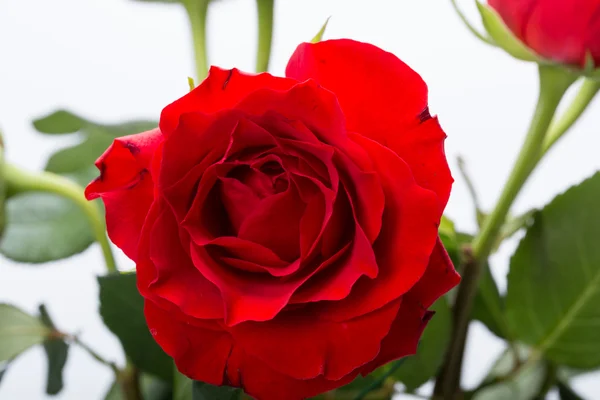 Belles roses rouges sur fond blanc — Photo