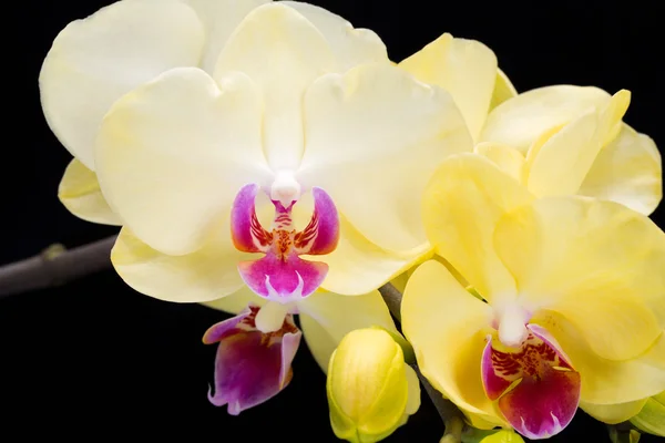 Yellow orchid isolated on black  background — Stock Photo, Image