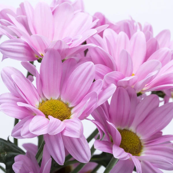 Close up of the pink chrysanthemum flowers — Stock Photo, Image