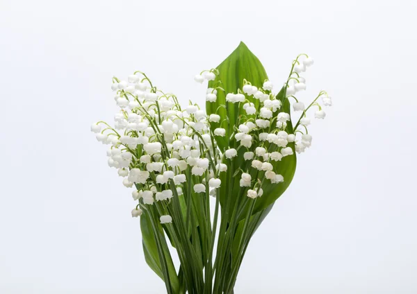 Lily beyaz izole vadi (Convallaria Majalis) — Stok fotoğraf